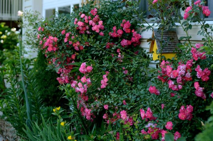 Rosa wohnzimmer teppich