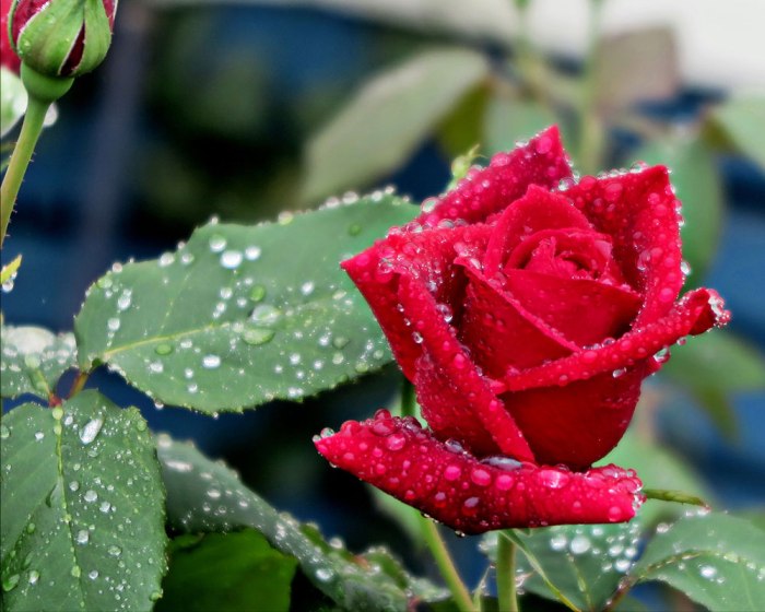 Rosa vorhänge wohnzimmer